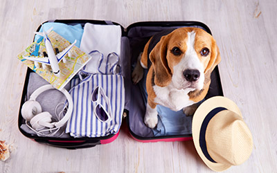 Packliste für den Urlaub mit Hund