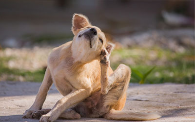 Hundeallergien – Anzeichen und Ursachen