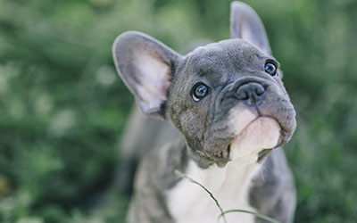 Französische Bulldogge – ein Porträt