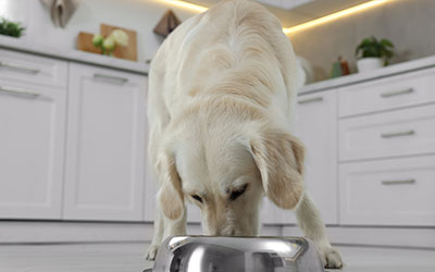 Die richtige Ernährung für deinen Labrador