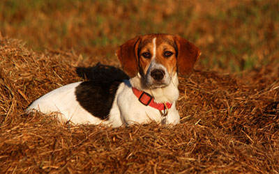 Pollenallergie: So kannst du deinem Hund helfen