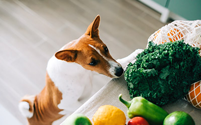 Heimisches Superfood für deinen Hund