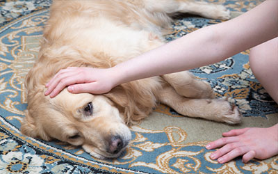 Wie erkennt man eine Vergiftung beim Hund?