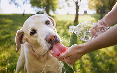 Hitzewelle – Warum Hitze so gefährlich ist für deinen Hund